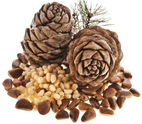 Pine nuts, the use of which helps solve potency problems
